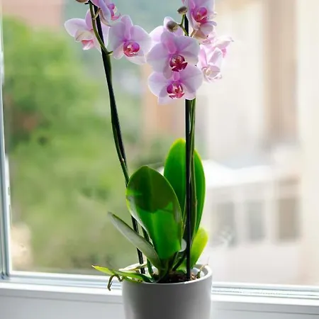 Ella's Apartamento