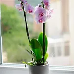 Ella's Apartmán